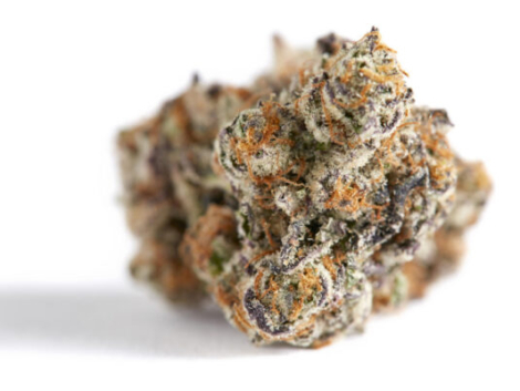 gelato 42