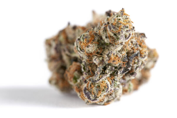 GELATTO 42