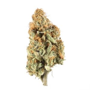 Motorbreath strain