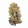 Cherry Punch Strain
